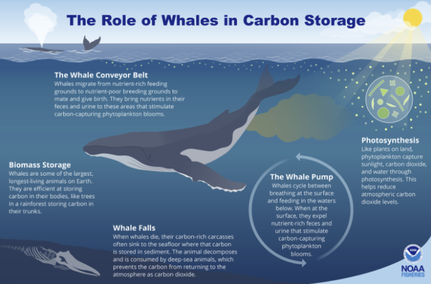 How Whales Can Help Offset Flight Emissions — figure 2